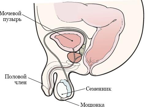 Опрос: каким музыкальным сервисом вы пользуетесь?